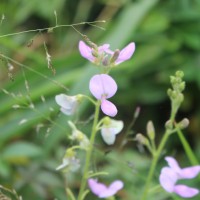 Desmodium